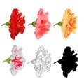 Hibiscus tropical flowers various colours natural outline and silhouette bloom four on a white background vintage vector botani Royalty Free Stock Photo