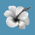 Hibiscus tropical monochrome collage. Realistic flower on blue background.