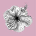 Hibiscus tropical monochrome collage. Realistic flower on pink background