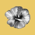 Hibiscus tropical monochrome collage. Realistic flower on yellow background.