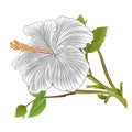 Hibiscus tropical plant white flower on a white background watercolor vintage vector illustration editable hand draw Royalty Free Stock Photo