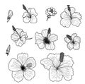 Hibiscus vector set isolate on white background Royalty Free Stock Photo
