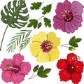 Hibiscus vector set. Tropical flowers and leaves of exotic plants, palm leaves, hibiscus pink, red and yellow hand draw . Set of