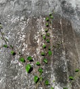 Hibiscus Vines Climbing on Aged Wall Royalty Free Stock Photo