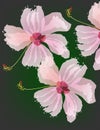 Hibiscus watercolor