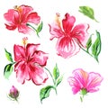 Hibiscus watercolor set. Tropical flowers and leaves collection. Red, pink exotic blossom for textile, fashion, wallpaper, banner Royalty Free Stock Photo