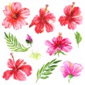 Hibiscus watercolor set. Tropical flowers and leaves collection. Red, pink exotic blossom for textile, fashion, wallpaper, banner Royalty Free Stock Photo