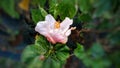 Hibiscus White with red shadows Flower in Mother Nature Garden Royalty Free Stock Photo