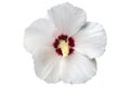 Hibiscus white rose of Sharon `Red Heart` flower Royalty Free Stock Photo