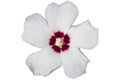 Hibiscus white rose of Sharon `Red Heart` flower Royalty Free Stock Photo