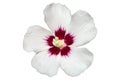 Hibiscus white rose of Sharon `Red Heart` flower Royalty Free Stock Photo
