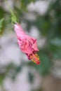 Hibiscus wilt Royalty Free Stock Photo