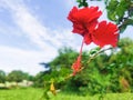Hibiscus (Scientific name: Hibiscus rosa-sinensis) red flowers bloom beautifully on a tree in the garden Royalty Free Stock Photo