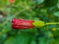 Hibiscus (Scientific name: Hibiscus rosa-sinensis) red flowers bloom beautifully on a tree in the garden Royalty Free Stock Photo