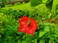 Hibiscus (Scientific name: Hibiscus rosa-sinensis) red flowers bloom beautifully on a tree in the garden Royalty Free Stock Photo