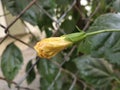 Hibiscus yellow colour flowers natural photography in greden flowers petals polan greden flowers petals polan greden flowers