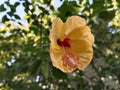 Hibiscus yellow colour flowers natural photography in greden flowers petals polan greden