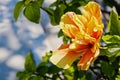 Hibiscus yellow flower