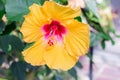 Hibiscus yellow flower in flower garden.