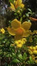 Hibiscus yellow flower in the garden