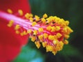 Hibiscus yellow pollen closeup