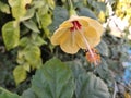 Hibiscus yellow red small flowers with polan