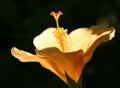 Hibiskus-blossom Royalty Free Stock Photo