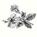 Hibiskus flower branch with flowers and leaves. Ink black and white doodle drawing Royalty Free Stock Photo