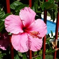 Hibiskus flower Royalty Free Stock Photo