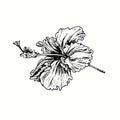 Hibiskus flower side view. Ink black and white doodle drawing