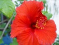 Hibiskus Flowers 1 Royalty Free Stock Photo