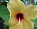 Hibiskus / hibiscus Flowers 2 yellow Royalty Free Stock Photo