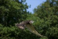 HIBOU GRAND DUC DU CAP bubo capensis Royalty Free Stock Photo