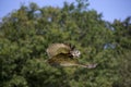 HIBOU GRAND DUC DU CAP bubo capensis Royalty Free Stock Photo