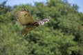 HIBOU GRAND DUC DU CAP bubo capensis Royalty Free Stock Photo