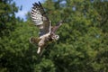 HIBOU GRAND DUC DU CAP bubo capensis Royalty Free Stock Photo