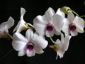 Hibrid orchid Royalty Free Stock Photo