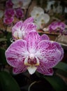 Orchid Phaleanopsis hibrid close up Royalty Free Stock Photo