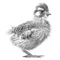 ?hick little hen sketch hand drawn line art illustration