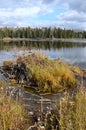 Hickey Lake Shoreline with a beaver lodge, Duck Mountain, Provincial Park, Manitoba Royalty Free Stock Photo