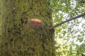 Hicking trail mark on the bark of a tree