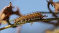 Hickory Horned Devil Caterpilar Royalty Free Stock Photo