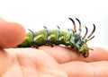 hickory horned devil - Citheronia regalis - larva caterpillar form of regal or royal walnut moth with bright green, orange, red Royalty Free Stock Photo