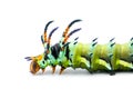hickory horned devil - Citheronia regalis - larva caterpillar form of regal or royal walnut moth with bright green, orange, red