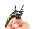 hickory horned devil - Citheronia regalis - larva form of regal or royal walnut moth on human index finger. largest caterpillar in