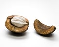 Hickory Nut