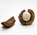 Hickory Nut Royalty Free Stock Photo