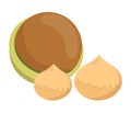 Hickory nut in a green shell vector isolated. Raw eatable