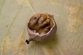 Hickory nut Royalty Free Stock Photo