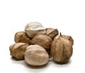 Hickory Nuts Royalty Free Stock Photo